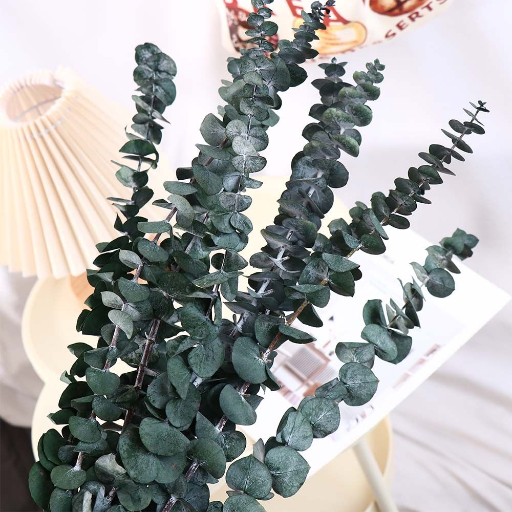 10 Pcs Real Leaves Hanging Dri - Eucalyptus Preserved 评论和价格