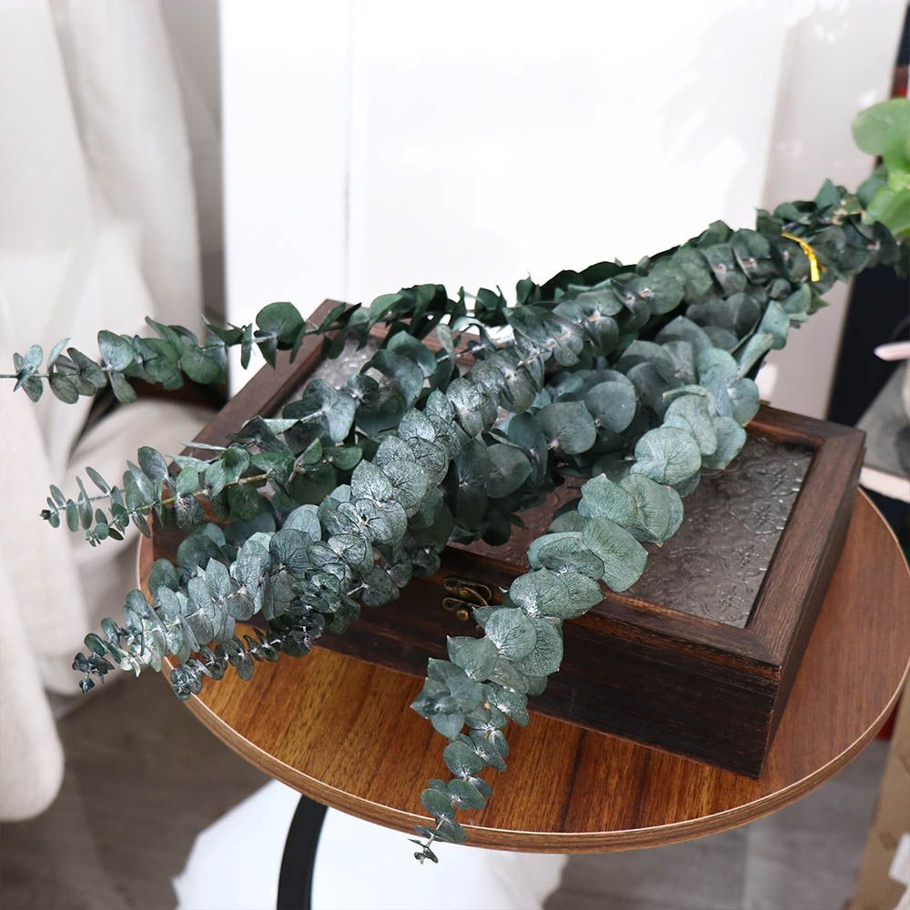 10 Pcs Real Leaves Hanging Dri - Eucalyptus Preserved 评论和价格