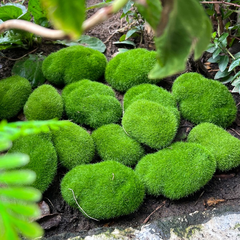 100/5PCS Artificial Moss Rock  - Preserved Moss Sheet 评论和价格