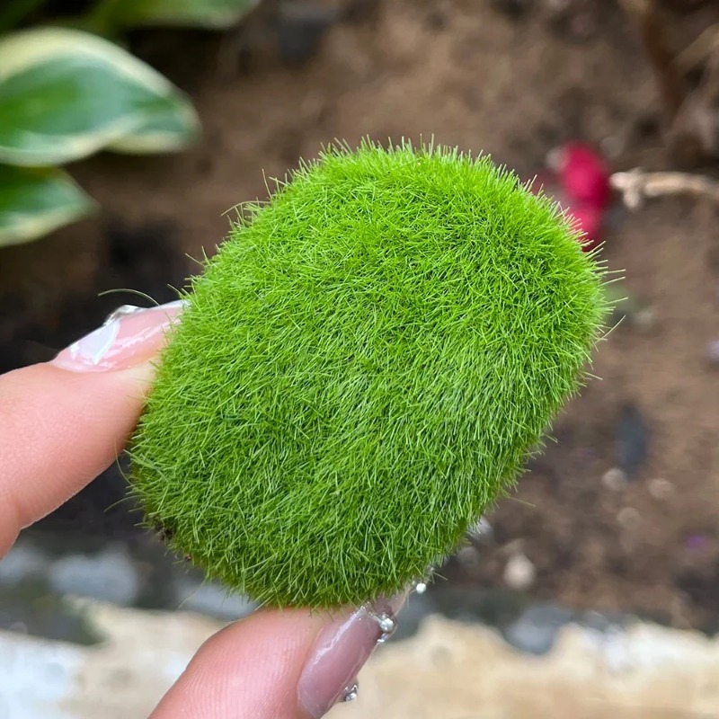 100/5PCS Artificial Moss Rock  - Preserved Moss Sheet 评论和价格