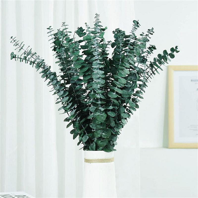 10PCS Real Eucalyptus Leaves D - Eucalyptus Preserved 评论和价格