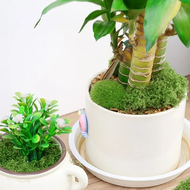 30/300G Artificial Realistic M - Preserved Moss Sheet 评论和价格